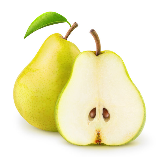 梨的剖面结构示意图