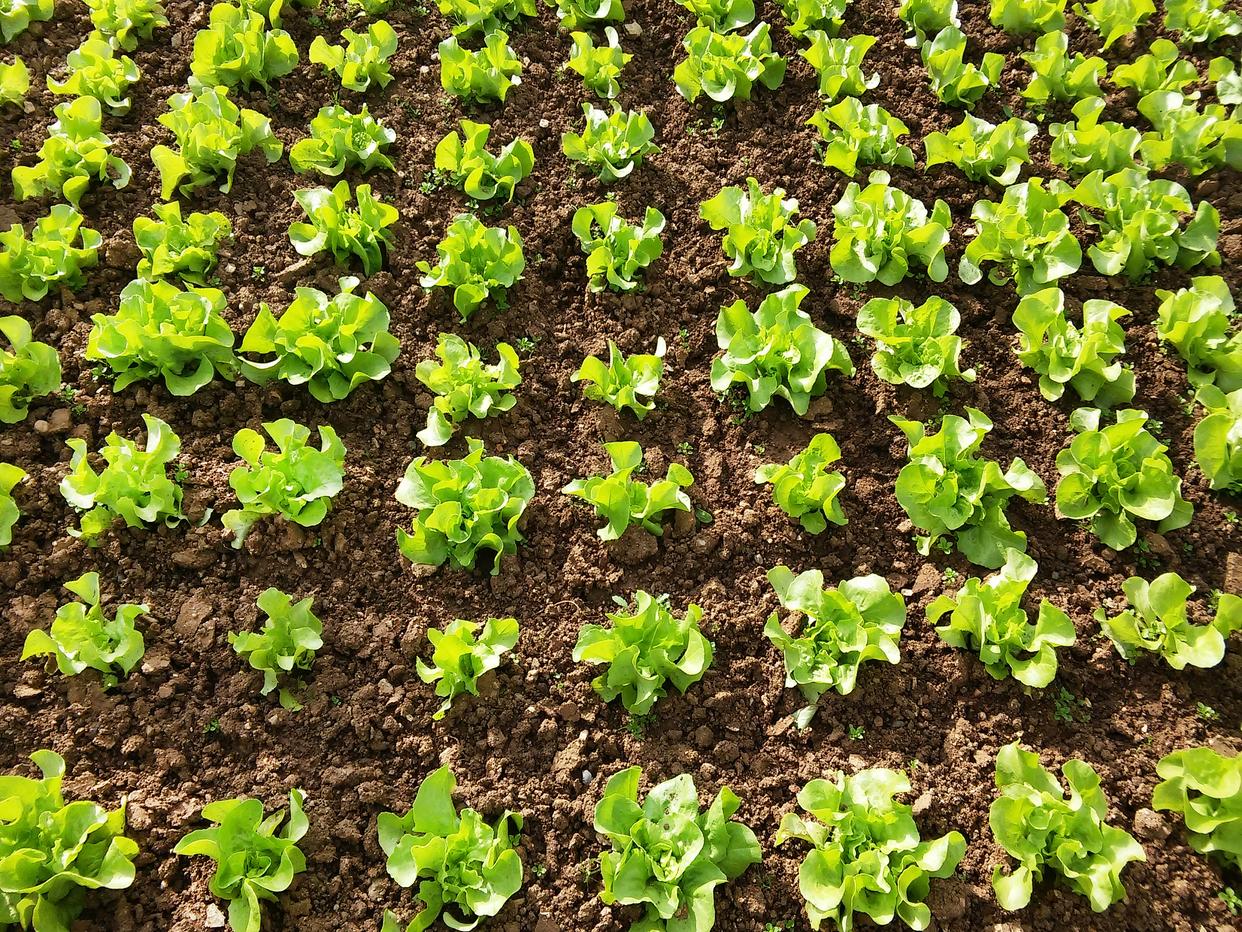 一片开阔的有机生菜种植田,土壤疏松湿润,不同品种的生菜整齐排列,农民正在检查作物根部发育情况,阳光充足,空气清新 生菜种植田间实景图