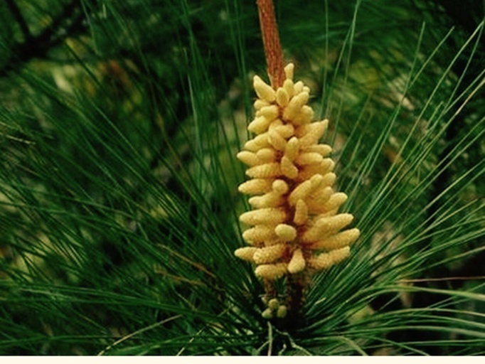 显微镜下的侧柏雄花结构,展示其花粉囊与花粉粒的细节 侧柏雄花显微结构