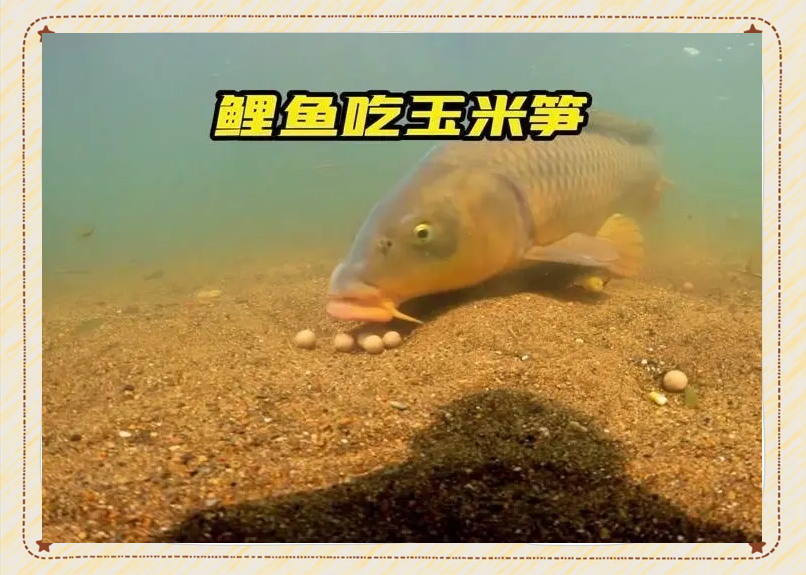 自然水域中钓起的大鲤鱼咬住玉米饵