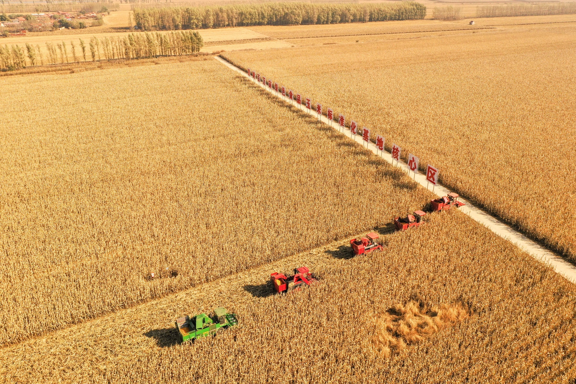 一台现代化联合收割机正在金黄色的玉米田中作业,远处有无人机喷洒农药,近处显示收获后的玉米粒堆积成山,展现当前中国玉米生产的高效机械化场景,与1998年人工收割形成鲜明对比 现代机械化玉米收割