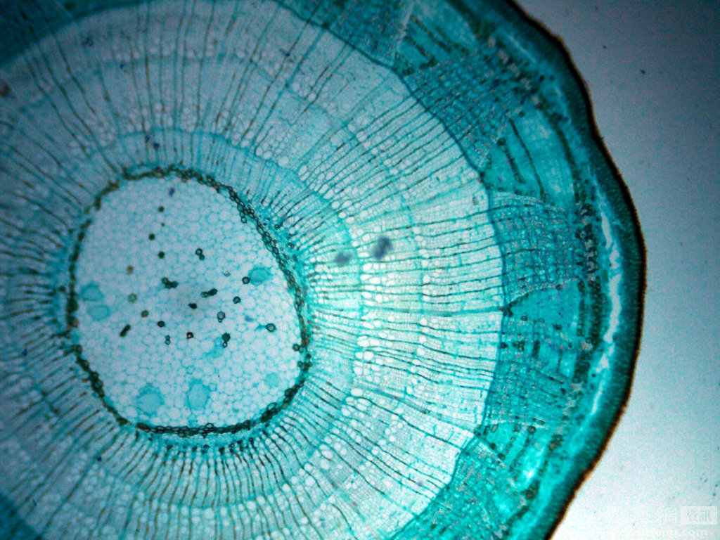 甘蔗茎秆横切面结构图