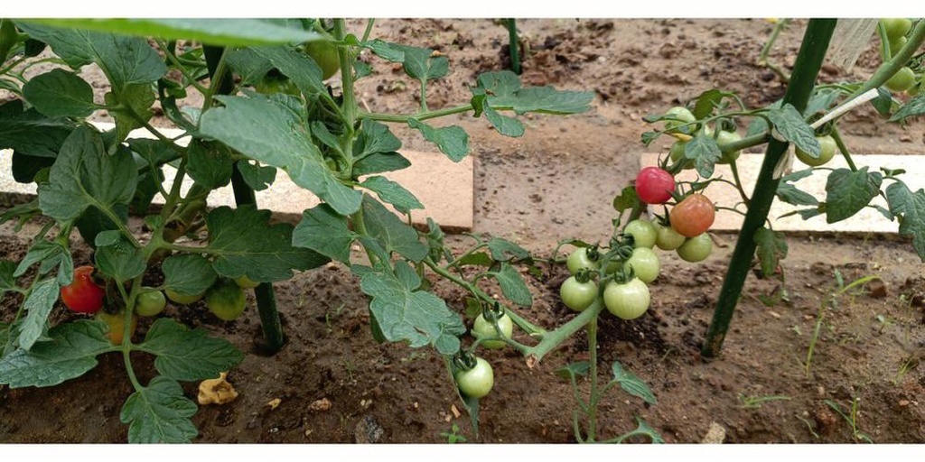 西红柿在常温下摆放的保鲜状态