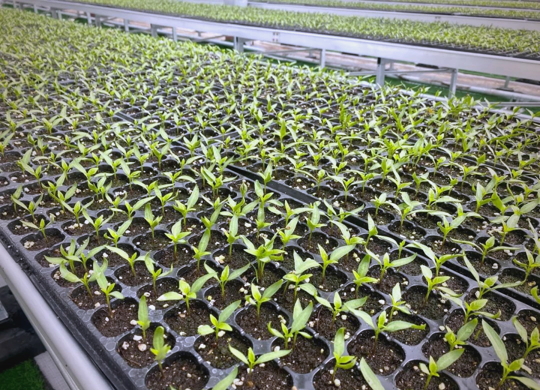 现代化温室内的穴盘育苗场景,工人正在将深褐色腐熟发酵大豆与泥炭混合搅拌,背景为整齐排列的辣椒苗穴盘,温室内设有温湿度传感器和自动喷雾装置 温室育苗中使用腐熟发酵大豆配制的营养基质