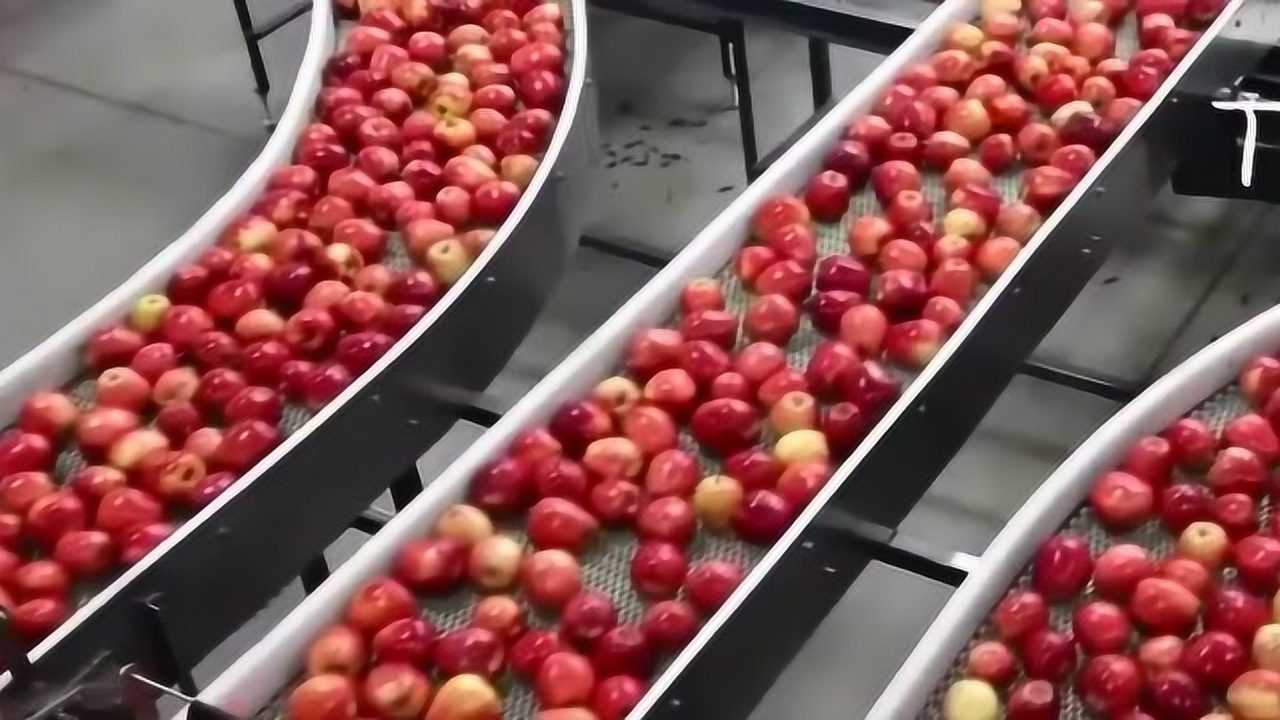 现代樱桃分选流水线实景：自动化光学检测设备正在对传送带上的深红色车厘子进行大小、色泽、瑕疵识别，机械臂精准分级入筐，背景可见“智利原箱”与“山东大棚直采”双标签