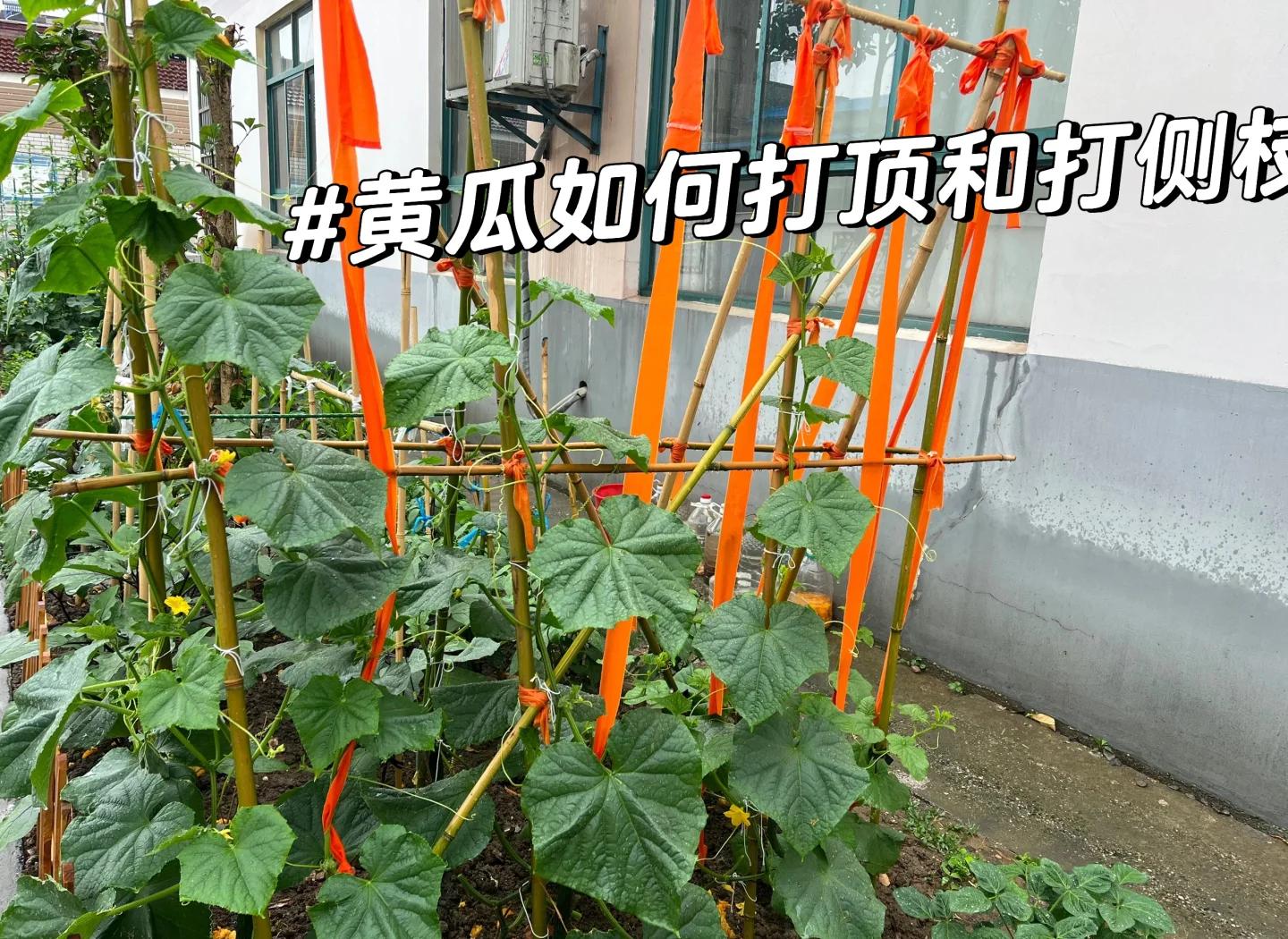 旱黄瓜掐尖操作步骤示意图,展示主蔓与侧蔓处理方式 旱黄瓜掐尖操作示意图