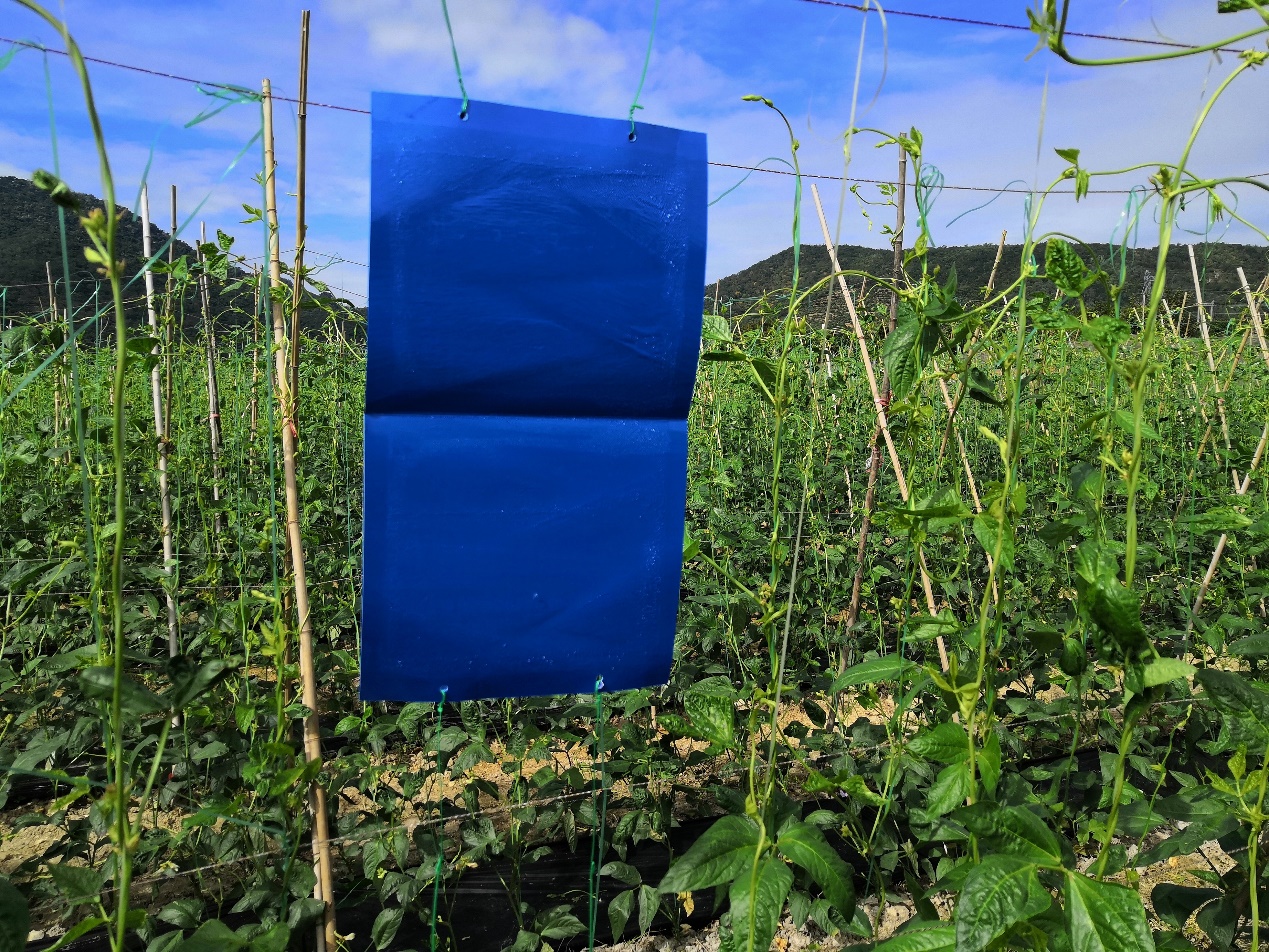 一名穿着长袖衣物和口罩的农民手持背负式喷雾器,正在向长豆角植株喷洒药液,重点关注叶片背面和嫩梢部位,地面上可见散落的黄色粘虫板 农民正在田间喷洒农药防治豆角蚜虫