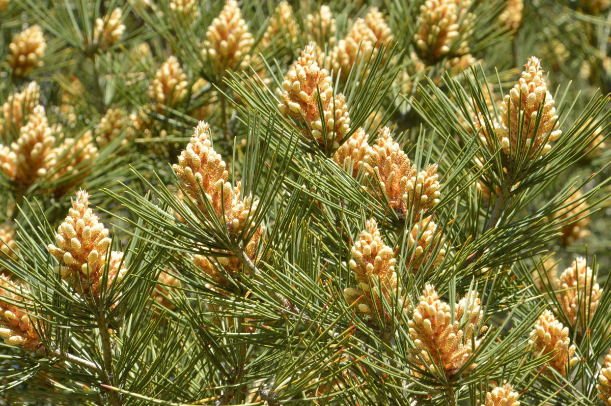 侧柏春季开花细节