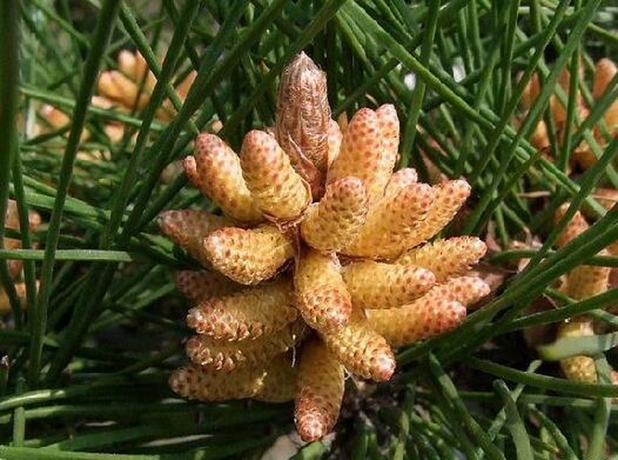 侧柏雄球花特写