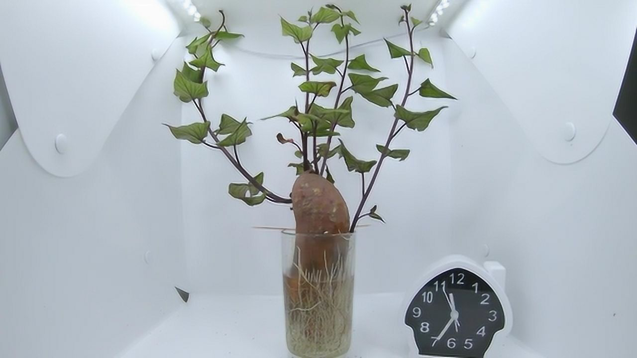 水培红薯藤生长过程图