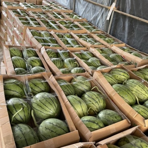 多个成熟的黄色西瓜整齐堆放在田间空地上,表皮光滑呈深绿色条纹状,工人正在对其进行分级挑选并装入纸箱,背景可见运输车辆待装,体现从田间到市场的完整流程 采摘后的黄色西瓜堆放在田边包装现场