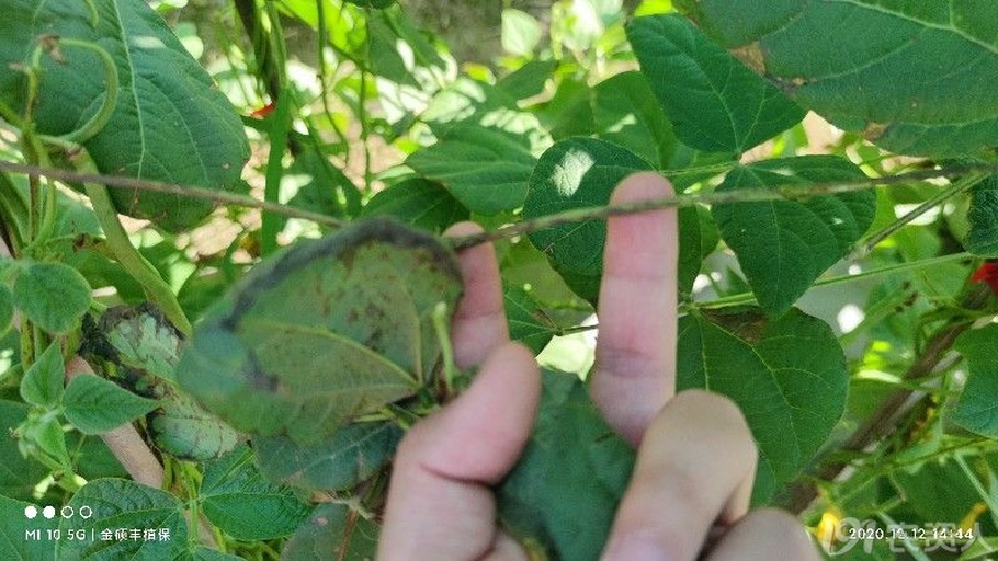 一片白不老豆角叶片背面可见明显的橙黄色锈病孢子堆,旁边一位技术人员手持喷雾器正在对植株进行药剂喷洒防治,背景为成片豆角藤蔓 白不老豆角叶片锈病症状与防治喷药场景