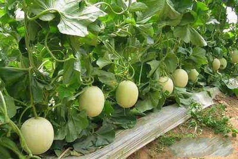 蜜园18甜瓜成熟果实特写