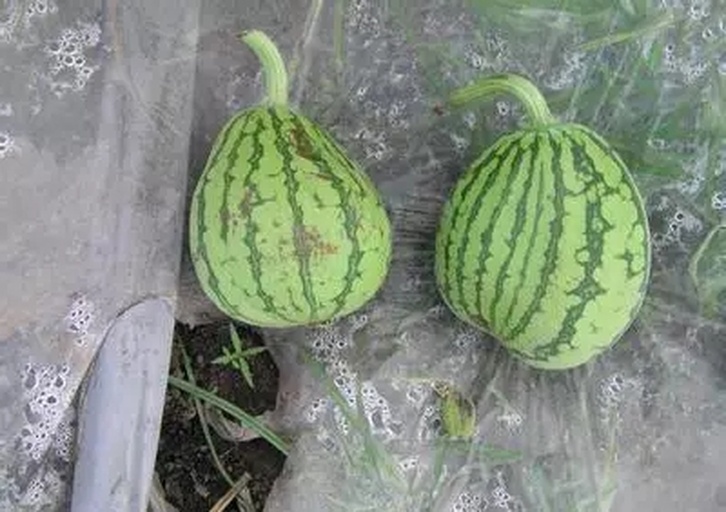 一个圆形或略椭圆形的绿皮西瓜,表皮呈深绿色带有墨绿色条纹,表面光滑有光泽;切开后露出鲜红色的果肉,汁水饱满,黑色籽稀少,周围摆放着几片果肉切片,背景为田园农场或市场场景 8424西瓜整体外观特写