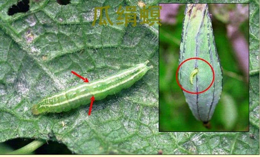 图片说明:左侧为瓜实蝇成虫特写,黄褐色身体,胸部有深色条纹,翅膀透明带浅褐色边缘;右侧为从甜瓜果实中取出的乳白色细长幼虫,体长约5-8毫米,无足,头部尖细。背景为被蛀食的甜瓜横切面,果肉呈褐色腐烂状,内部可见多个虫道和活体幼虫。 瓜实蝇成虫与幼虫形态对比图