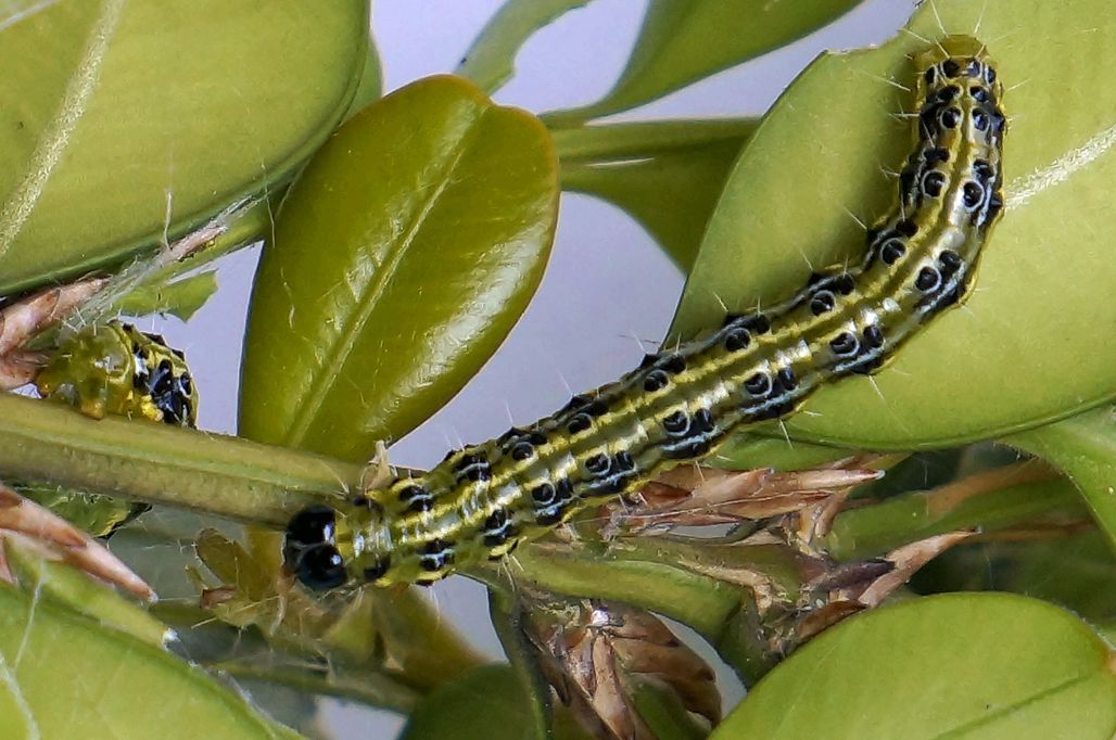 Close-up view of Acer mono leaves in full autumn color, showing deep crimson and orange hues. The five-lobed leaf structure is clearly visible, with sunlight filtering through, highlighting the texture and veins. Dewdrops are present on the edges, indicating an early morning setting in a forest or garden. 五角枫秋季红叶特写镜头