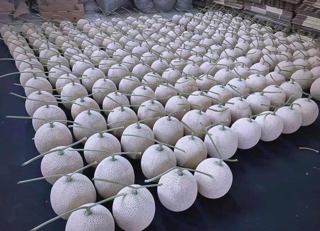 网纹瓜分级采收与包装现场