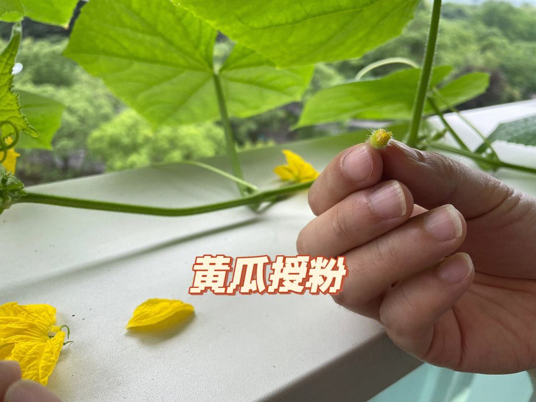 一位农民身穿工作服,在塑料大棚内弯腰靠近一株开花的黄瓜植株,手持小型毛刷正在进行人工授粉操作,动作细致,背景可见整齐排列的藤架和黄色花朵 农户在黄瓜大棚中进行人工授粉操作