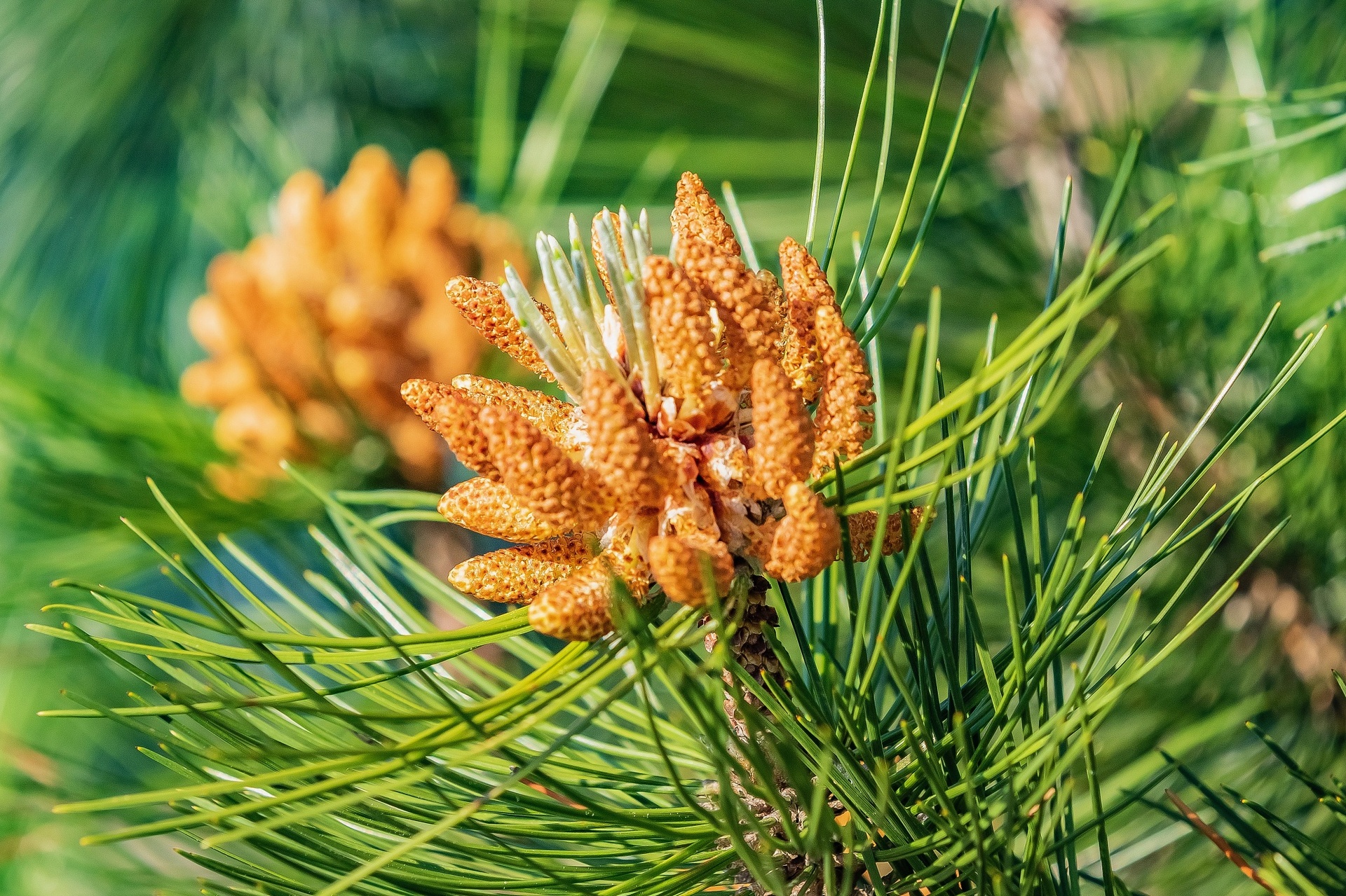 油松雌球花特写
