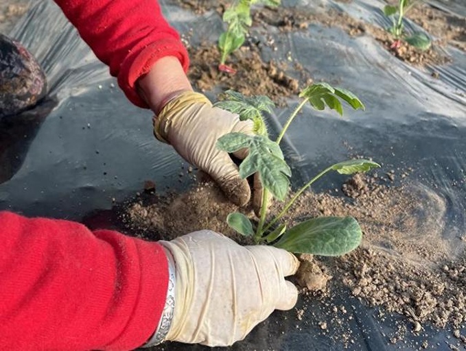 一名身穿长袖工作服的技术人员蹲在西瓜地里,手持小毛笔正在仔细地点涂一朵刚开放的黄色西瓜雌花的子房部位,旁边放置一个装有浅色药液的小瓶,背景可见整齐排列的西瓜植株,土壤湿润 技术人员在瓜田进行生长素点花操作