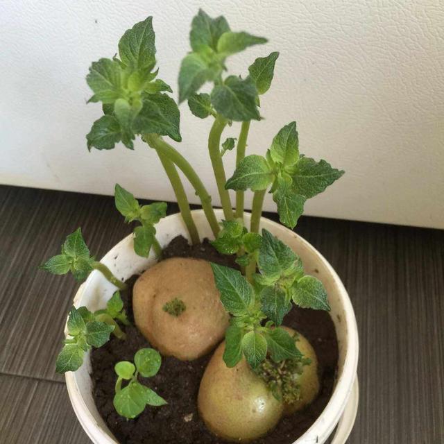 种植发芽土豆的过程示意图