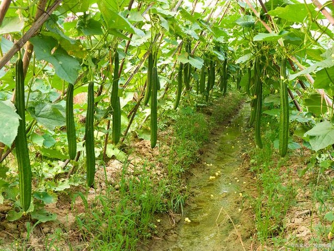 图示内容:北方农村院落中搭建的木质丝瓜架,悬挂着数十根已去皮的老丝瓜,呈现金黄色,正在自然风干;地面铺设防潮垫,背景可见农家庭院围墙和晾衣绳,体现传统与现代结合的加工场景 北方丝瓜架晾晒实景图