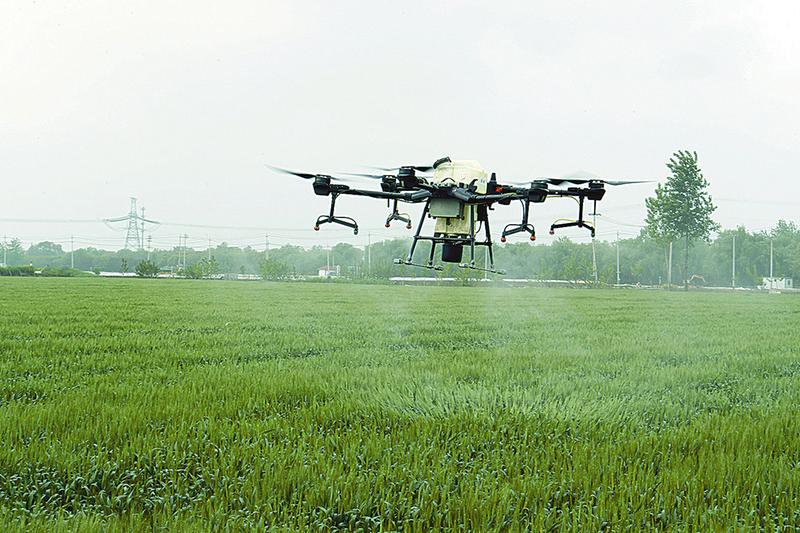 无人机喷洒旱稻封闭除草剂现场图