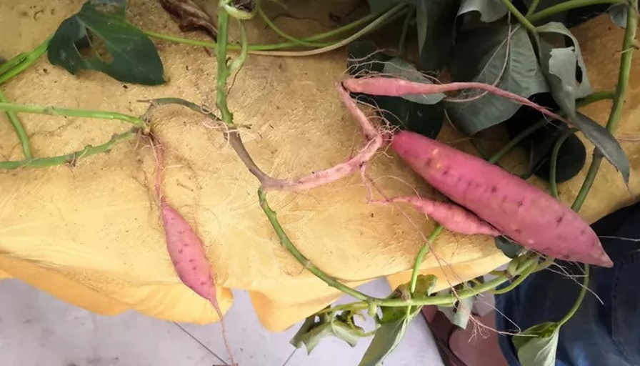 红薯植株整体图