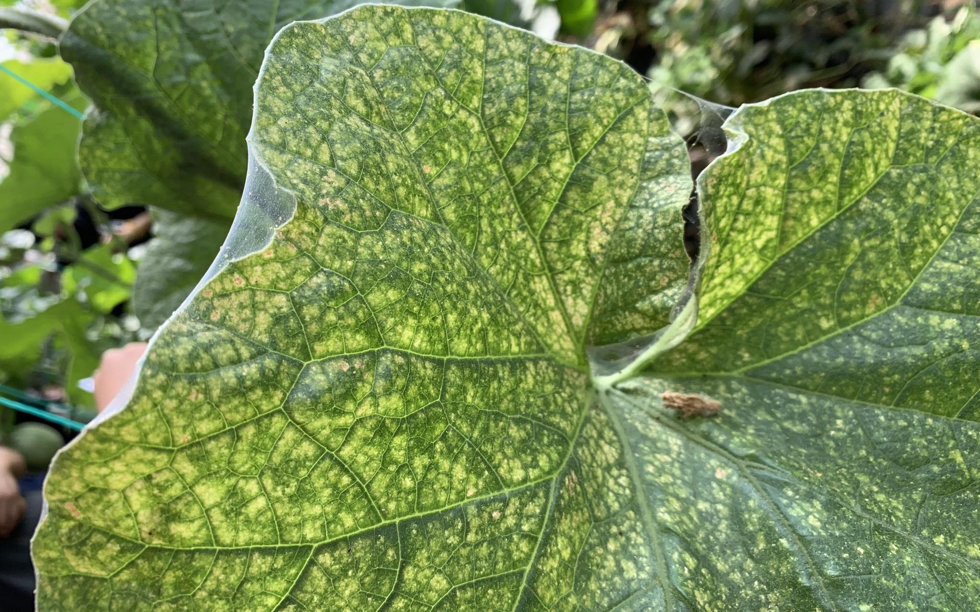 显示网纹瓜植株茎部出现梭形褐色病斑,伴有树脂状胶质溢出;叶片边缘呈V型黄化坏死,部分区域已穿孔;整体植株呈现轻度萎蔫状态 网纹瓜蔓枯病典型症状图