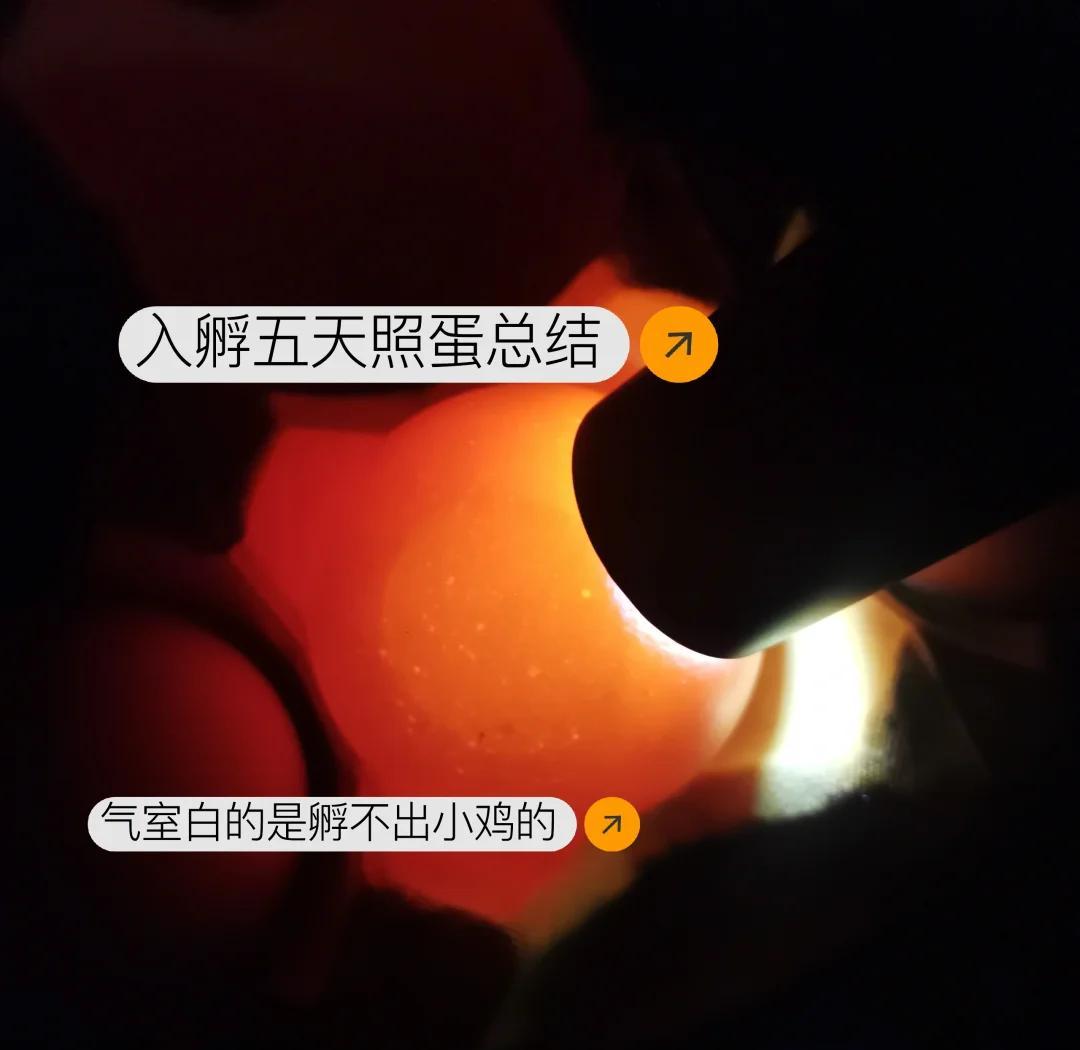 孵化第19天鸡蛋照蛋图像:显示胚胎完全封门,气室扩大且边缘呈锯齿状,血管网明显退化,背景黑暗无透光区域 照蛋图示