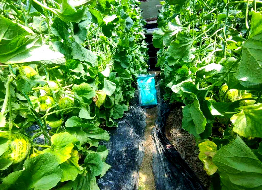 北五味子夏季田间管理场景