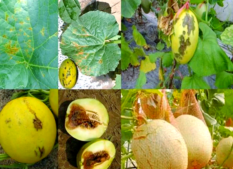 木瓜炭疽病与疫病症状对比图