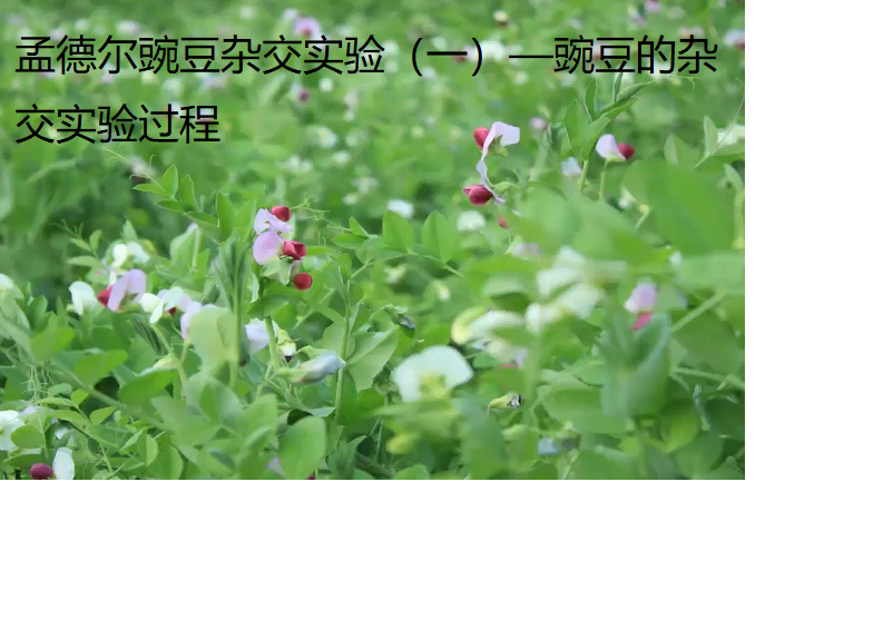 学生在课堂上进行豌豆杂交实验的模拟演示