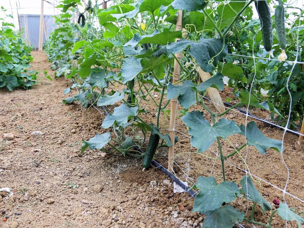 黄瓜温室种植环境