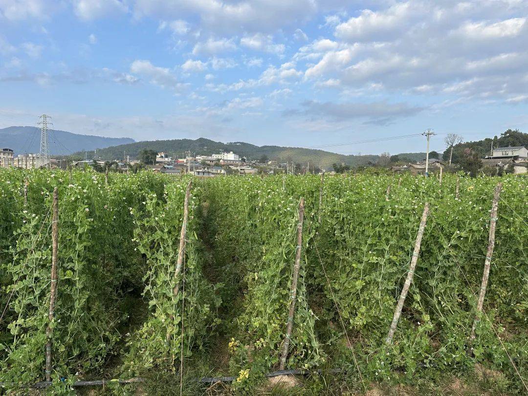 农田中成片盛开的豌豆花与绿叶交织的景象