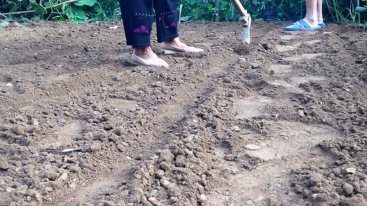 谷子田中耕松土操作示意图