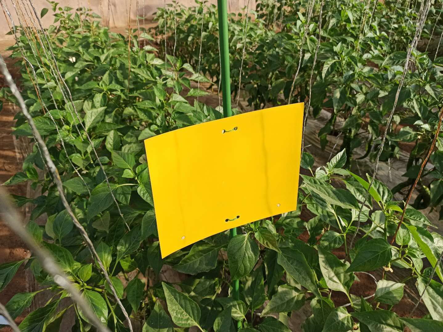 干辣椒种植基地展示综合虫害防治措施,包括悬挂黄色粘虫板、使用生物农药和人工除虫 干辣椒种植基地综合防治措施