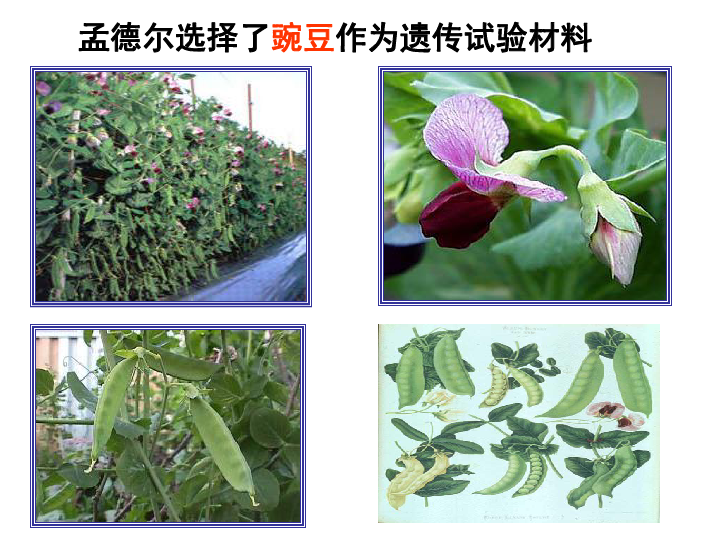 孟德尔在修道院花园进行豌豆实验的复原场景