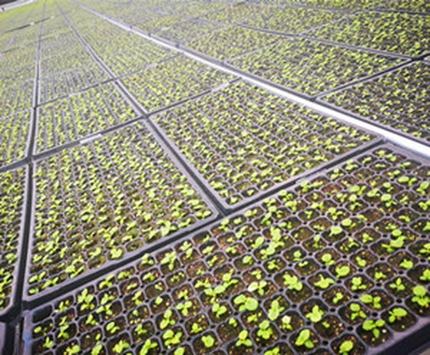 红菜苔冷床育苗与春化处理实景图