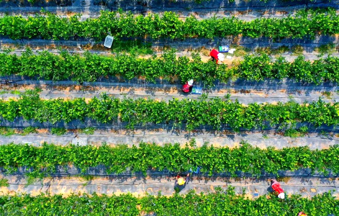 薄雾蓝莓果园全景