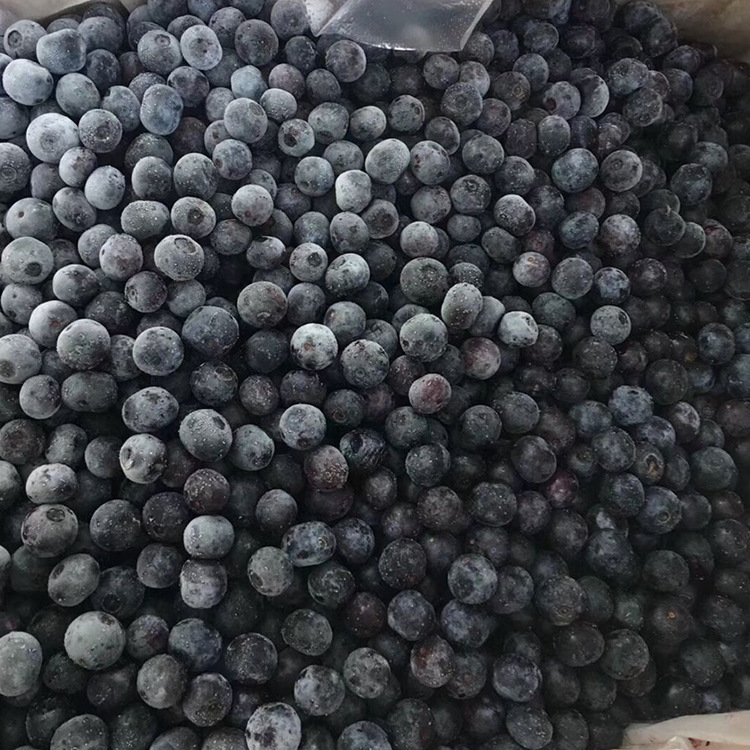 蓝莓在托盘中进行单层冷冻处理