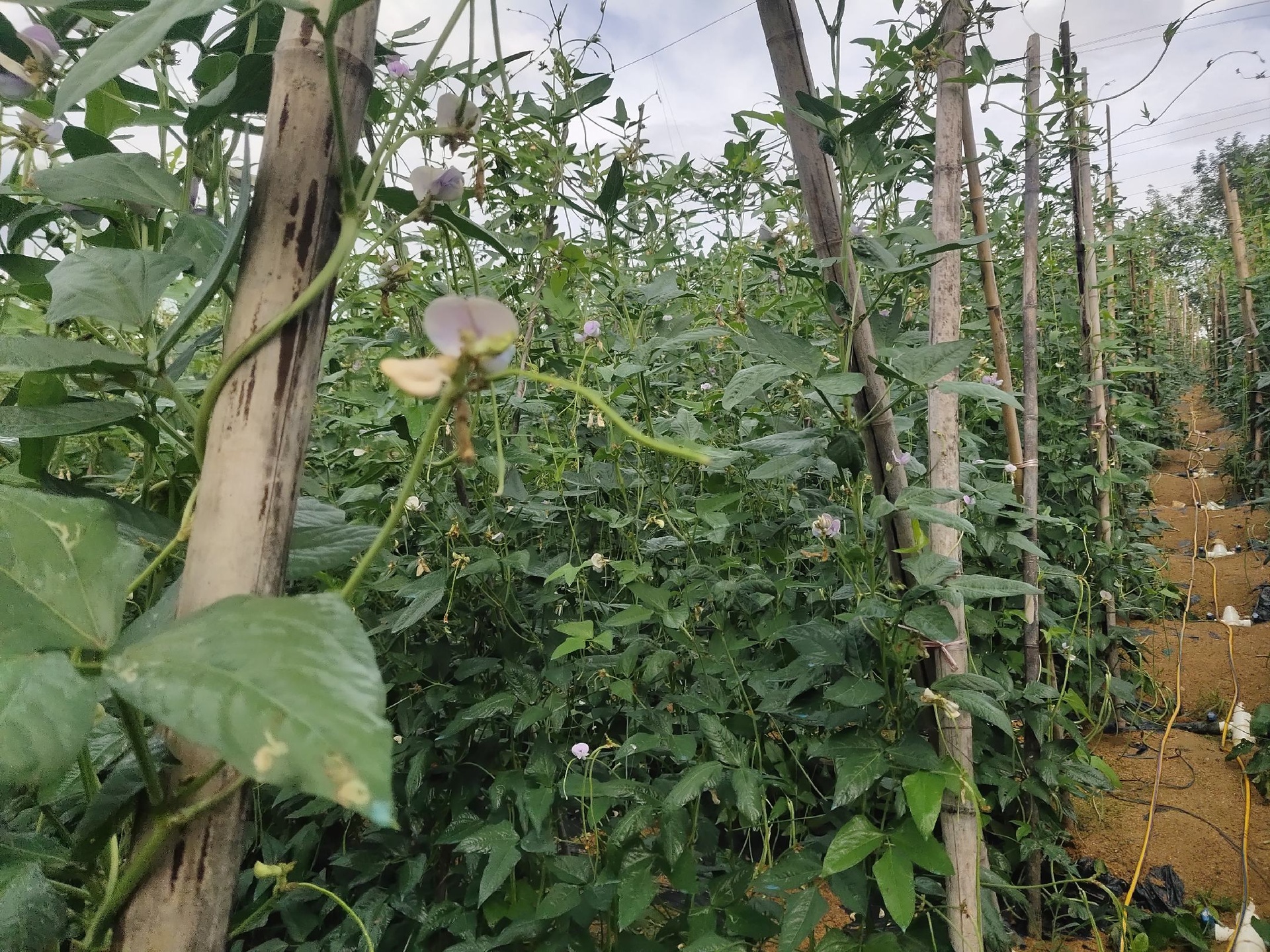 一片茂盛的大豆田,植株高度约半米,枝叶间挂满绿色带毛的豆荚,农民正在弯腰采摘,阳光洒在叶片上形成光影效果,真实展现毛豆在自然环境中的生长状态,强调其作为农作物的源头形象 毛豆生长田间图