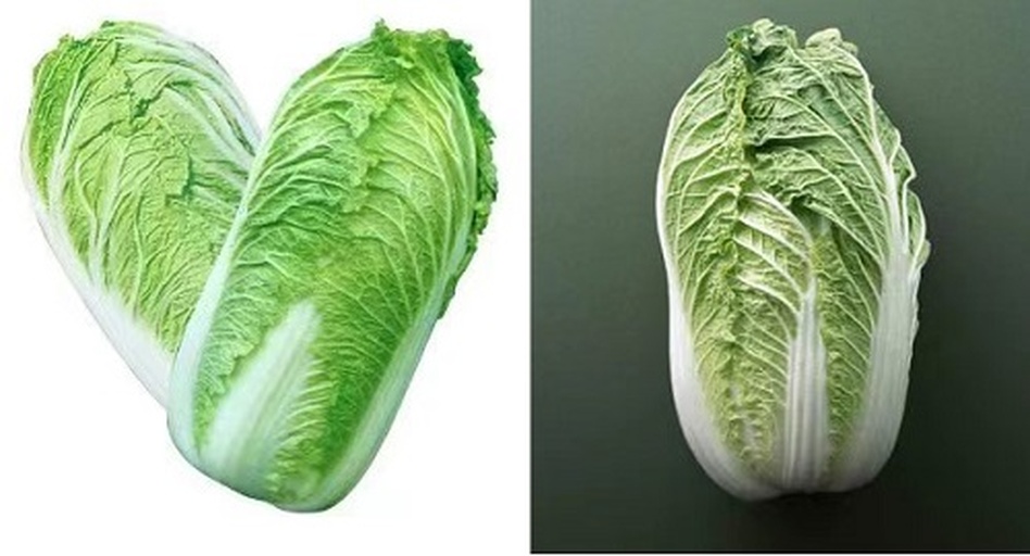 白菜整体外观特写