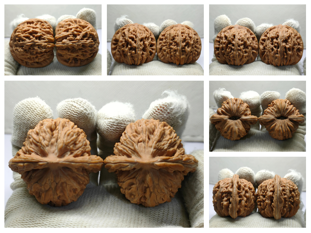 核桃与主人年轻时的照片并列摆放，背景是一本翻开的笔记本，记录着几十年的盘玩心得