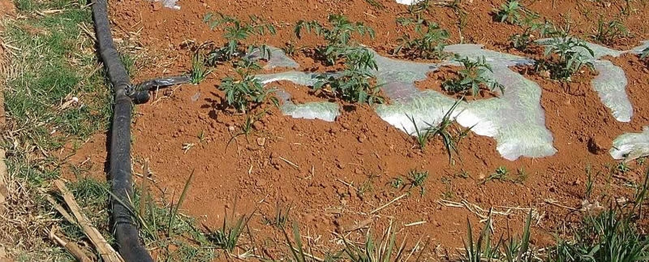 现代化番茄温室中工人正在进行叶面喷施作业