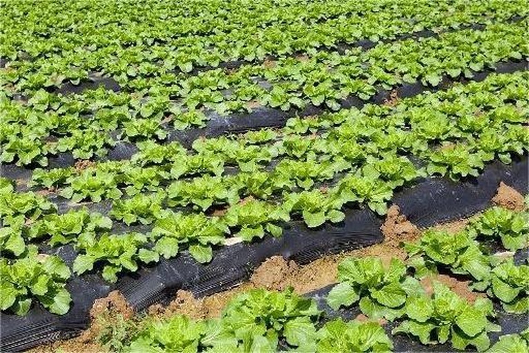 一块平整的菜地,生菜已出苗,地面覆盖黑色地膜,膜上留有规则的种植孔,农民正在田间检查苗情,远处可见丘陵地貌,体现长江流域典型地形 长江流域秋季生菜田间覆盖地膜场景
