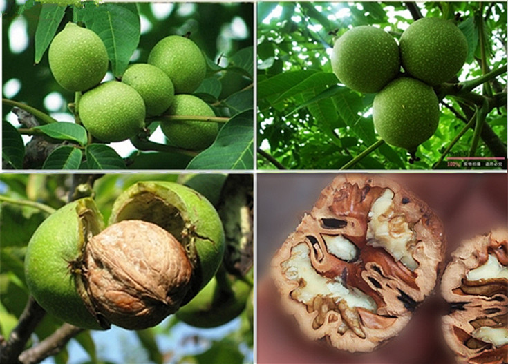 青皮核桃剖面图,展示果皮、果肉与果仁的结构关系 青皮核桃剖面图