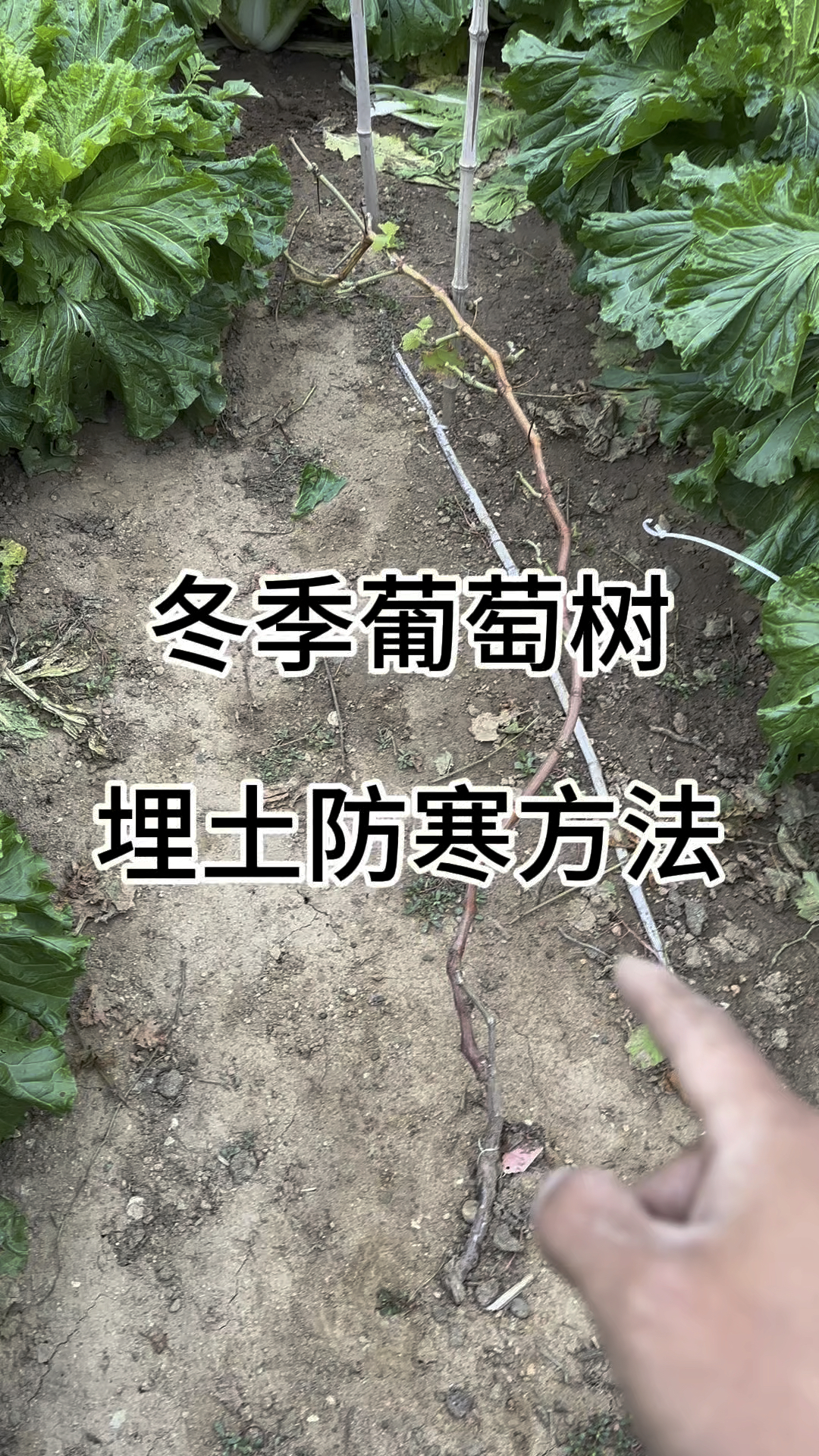 蓝宝石葡萄冬季埋土防寒实景图