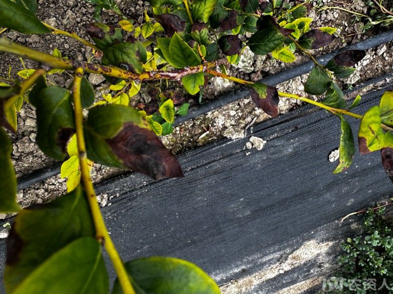 蓝莓灰霉病典型症状特写