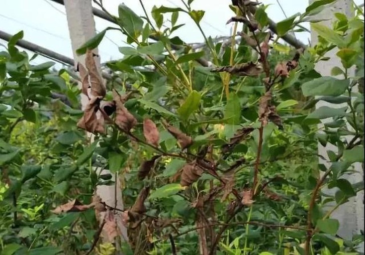 图示:蓝莓干枝典型症状。左侧为对照健康一年生枝条,表皮光滑青绿,顶芽饱满;右侧为典型干枝,皮层纵向皱缩呈灰褐色,节间缩短,腋芽干瘪脱落,横切茎部可见髓心大面积褐变,木质部导管呈放射状褐色阻塞带。背景为同一植株不同分枝,凸显干枝的选择性发生特征。 蓝莓干枝典型症状对比图:左侧健康枝条青绿饱满,右侧干枯枝条皮层皱缩、髓心褐变、芽鳞脱落